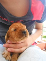 /album/anglicky-kokerspaniel/stena-184-jpg/